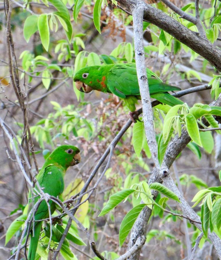 Villa Ometepe Mérida エクステリア 写真